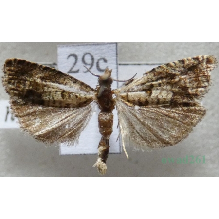 Epiblema hepaticana (Treitschke, 1835) Czech29c
